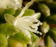 Rhipsalis mesembryanthemoides
