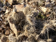 Opuntia trichophora