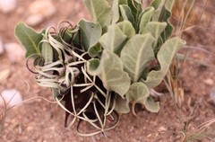 Brachystelma barberae