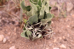 Brachystelma barberae