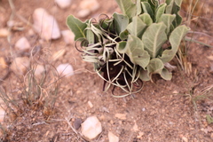 Brachystelma barberae