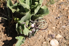 Brachystelma barberae