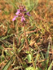 Stachys pilosissima