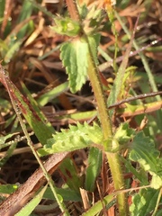 Stachys pilosissima
