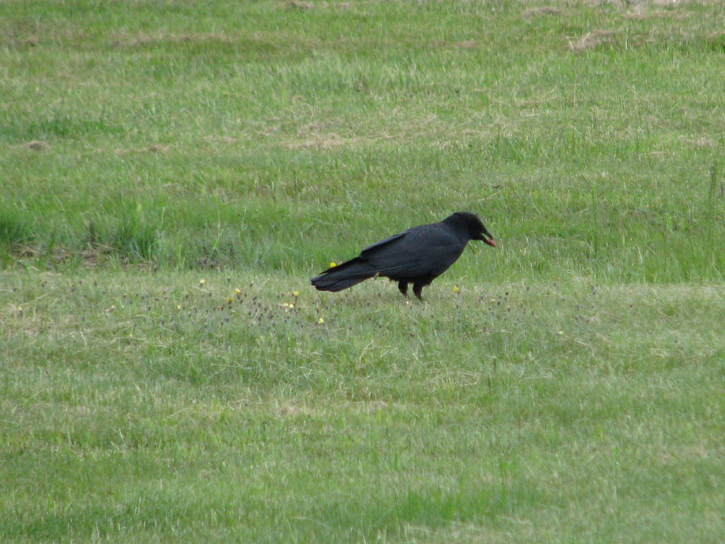 January Crow American Crow from New Maryland, NB E3C, Canada on January 1, 1980 at ...