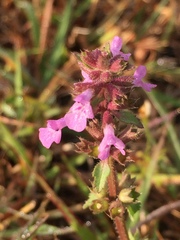 Stachys pilosissima