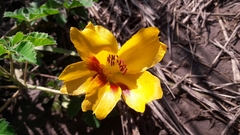 Cochlospermum wrightii