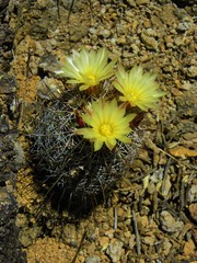 Coryphantha clavata clavata