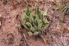 Brachystelma barberae