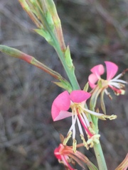 Oenothera hexandra