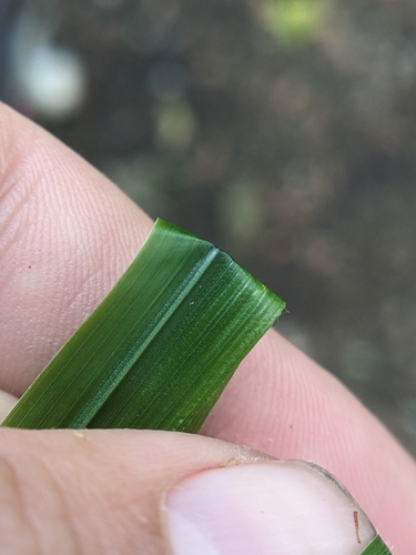 Image of Diarrhena obovata by (c) Tom Sisan, some rights reserved (CC BY-SA)