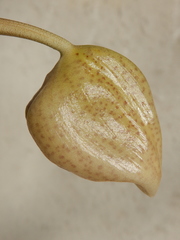 Stanhopea dodsoniana