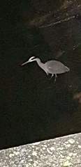 Ardea cinerea