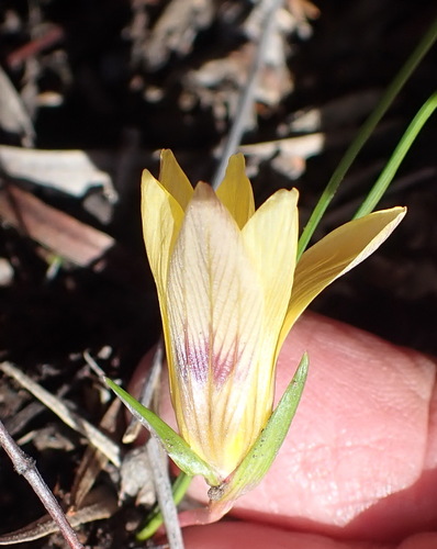 Image of Romulea austinii by (c) Nicola van Berkel, some rights reserved (CC BY-SA)