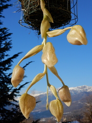 Stanhopea dodsoniana
