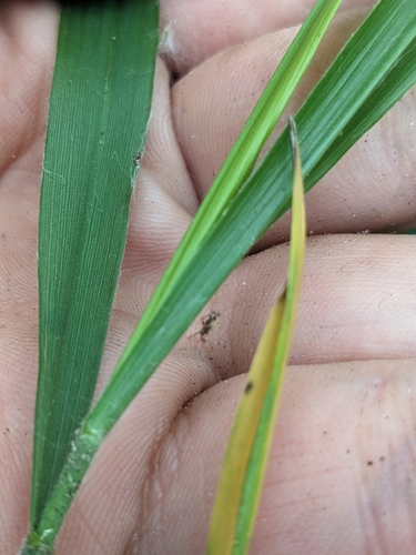 Image of Diarrhena obovata by (c) Tom Sisan, some rights reserved (CC BY-SA)
