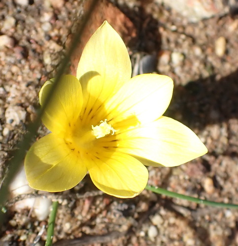 Romulea austinii