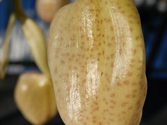 Stanhopea dodsoniana
