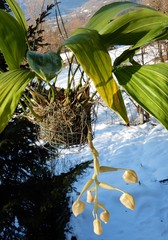 Stanhopea dodsoniana
