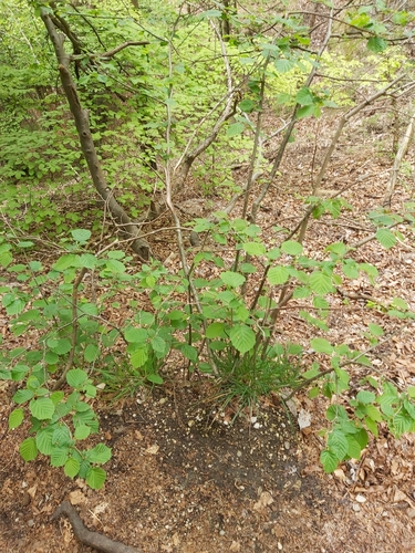 lieska (Corylus)