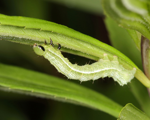 Megalographa biloba photographed on goldenrod