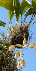 Stanhopea dodsoniana