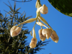 Stanhopea dodsoniana