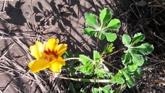 Cochlospermum wrightii