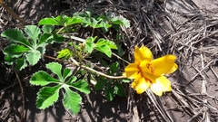 Cochlospermum wrightii