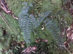 Adiantum fulvum