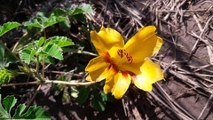 Cochlospermum wrightii