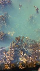 Macrocystis pyrifera