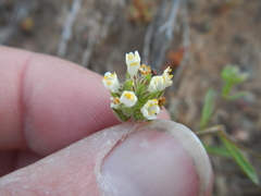 Phyllopodium