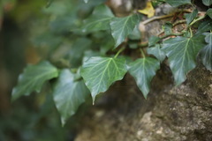 Hedera helix