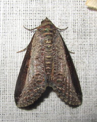 Lophoptera