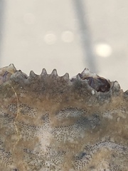 Achelous spinimanus