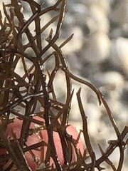 Gracilaria