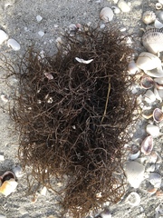 Gracilaria