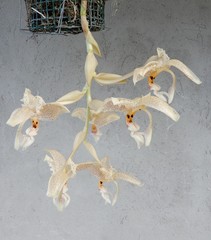 Stanhopea dodsoniana
