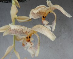 Stanhopea dodsoniana