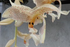 Stanhopea dodsoniana