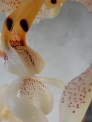 Stanhopea dodsoniana