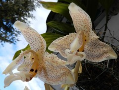Stanhopea dodsoniana
