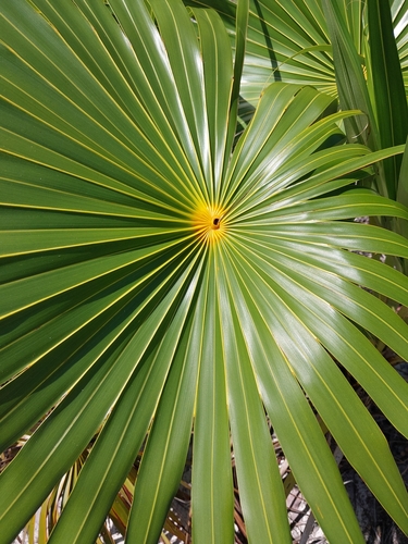 Thatch palm (Coccothrinax inaguensis)