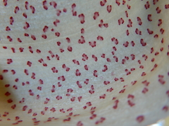 Stanhopea dodsoniana