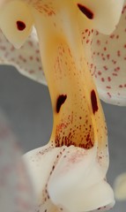 Stanhopea dodsoniana