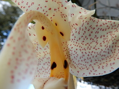 Stanhopea dodsoniana