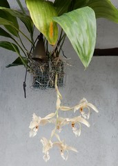 Stanhopea dodsoniana