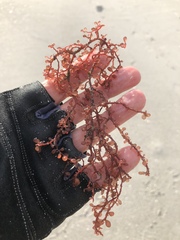 Botryocladia occidentalis