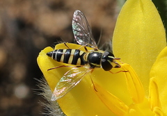 Ischiodon aegyptius